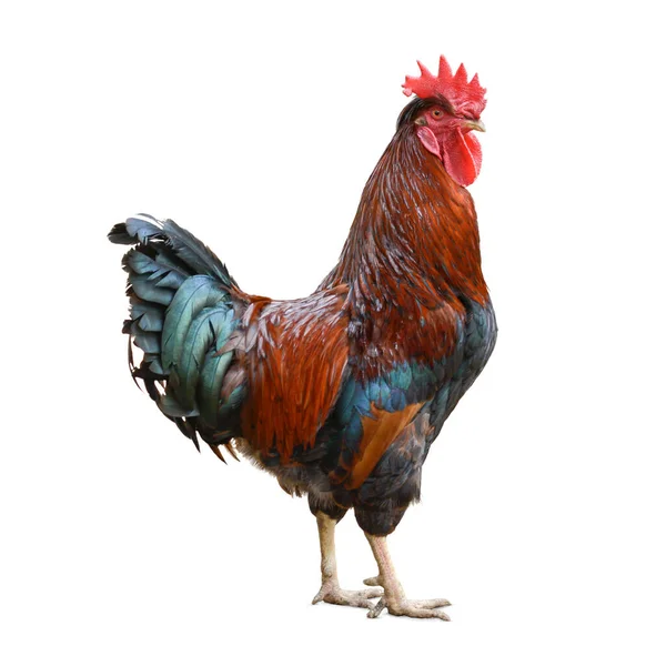 Tupp Hane Kyckling Fågel Med Bruna Och Blåa Fjädrar Isolerade — Stockfoto