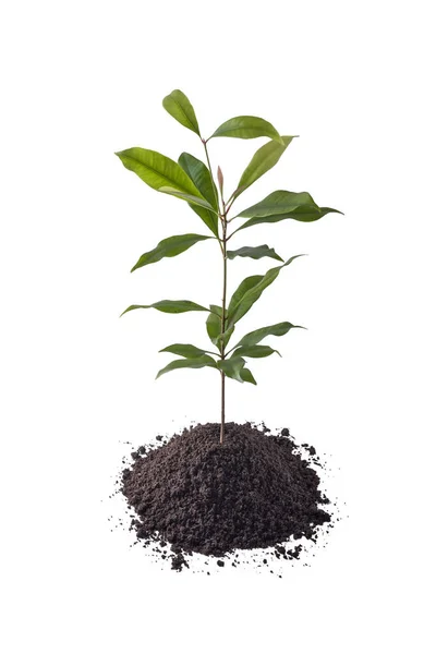Crescimento Jovem Cravo Planta Com Solo Isolado Fundo Branco Planta — Fotografia de Stock