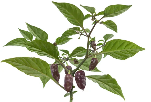 Hot Capsicum Chinense Habanero Τσίλι Πιπεριές Φυτό Μωβ Τσίλι Πιπεριές — Φωτογραφία Αρχείου