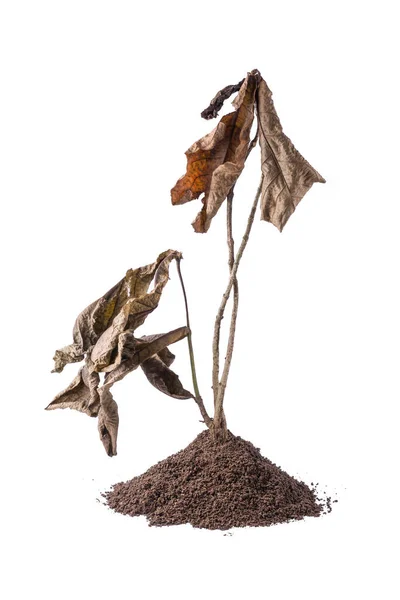 Сушена Мертва Рослина Грунтом Ізольована Білому Тлі — стокове фото