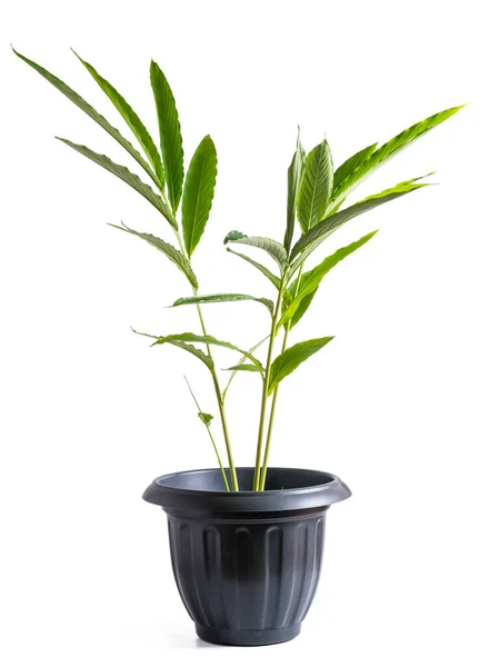 Кардамон Растет Кастрюле Ароматические Растения Широко Известный Зеленый Истинный Кардамон — стоковое фото