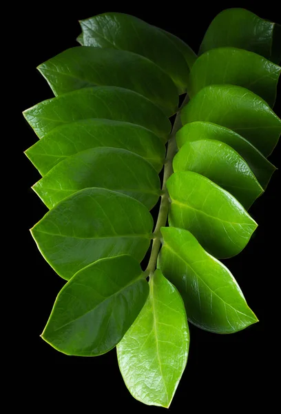 zanzibar gem or zz plant, tropical ornamental plant with attractive glossy foliage isolated on black background