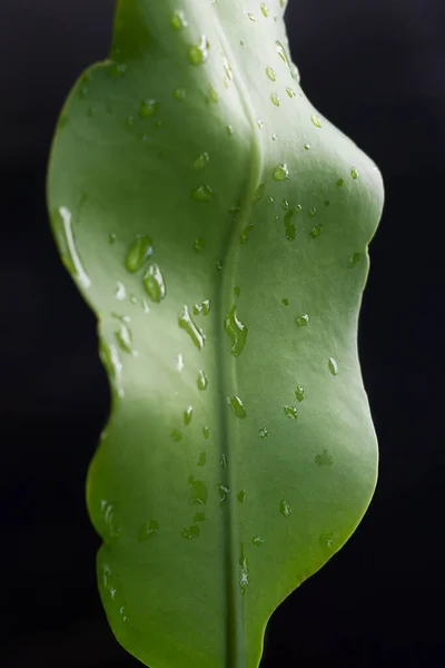 Close Zicht Nachts Bloeiende Cereus Prinses Van Nachtplant Blad Met — Stockfoto