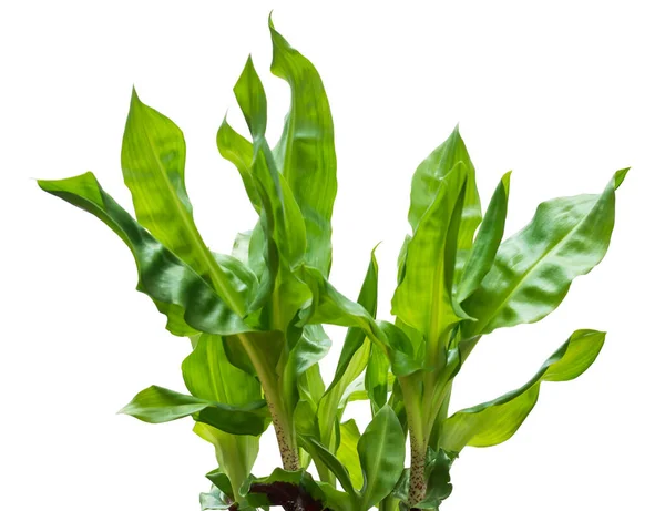 Vibrant Green Calliandra Leaves Isolated White Closeup Side View — Stock Photo, Image