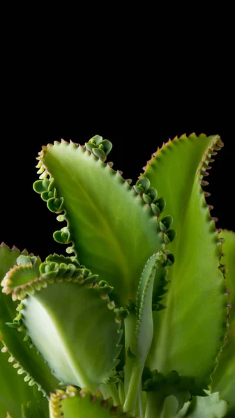 alligator plant, also known as devil\'s backbone, mother of thousands or mexican hat, isolated on black background, closeup
