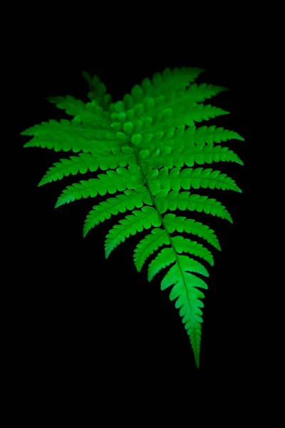 Ormbunksblad Blad Isolerade Svart Grön Tropisk Bakgrund Naturliga Tapeter Eller — Stockfoto