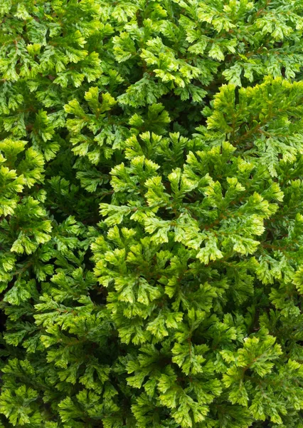 Tropische Helle Grüne Blätter Abstrakt Tapete Oder Hintergrund Für Die — Stockfoto