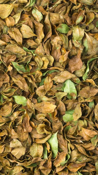 乾燥したヘナやメンディの葉上から撮影されたハーブのクローズアップ — ストック写真