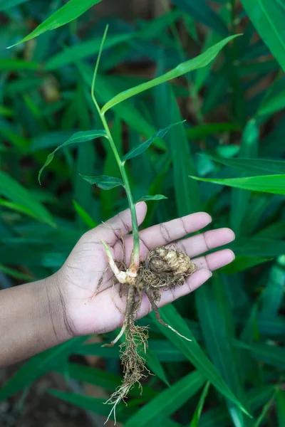 hand holding a young ginger plant with it\'s leaves in the background, growing ginger from rhizome or root, homegrown herbal and flavoring plant, closeup view in outdoor