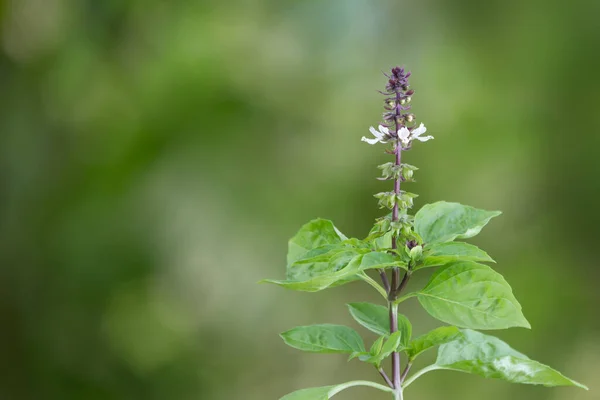 holy basil plant with the flower, healthy culinary herb isolated in the garden, closeup view on natural background