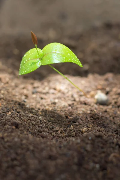 Вирощування Молодої Свіжої Рослини Ранковому Сонячному Світлі Багатим Ґрунтовим Фоном — стокове фото