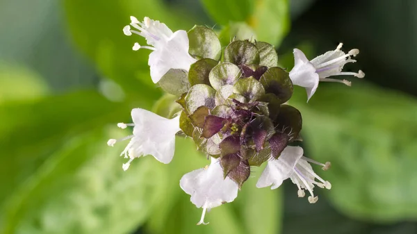 flower of holy basil plant, healthy culinary herb closeup view on natural background, taken from above
