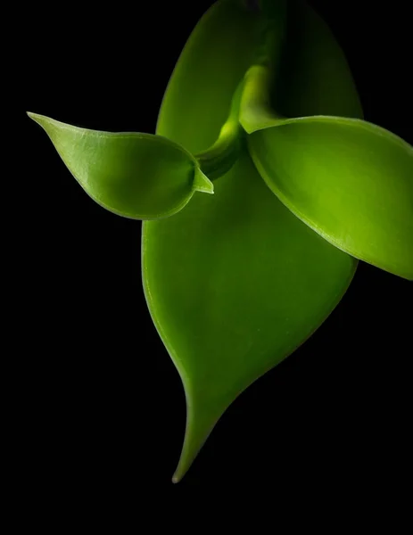 Vanille Orchidee Bloeiende Plant Bladeren Closeup Ook Bekend Als Platte — Stockfoto