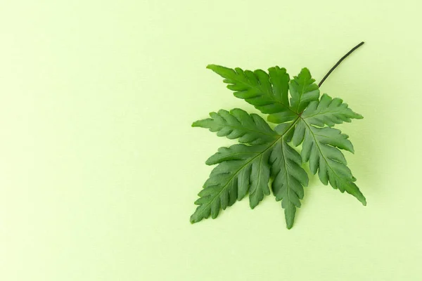 green leaf foliage on a light green background, taken from above with copy space, wallpaper abstract or template