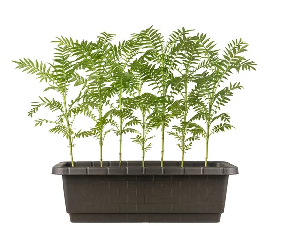 Green Plants Black Pot Isolated White Background — Stock Photo, Image