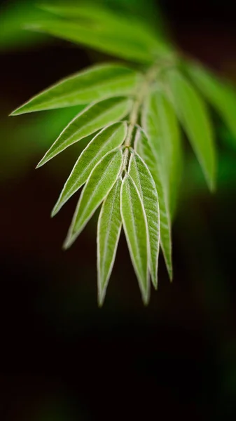 Vibrant Green Leaf Foliage Dark Background Taken Shallow Depth Field — Stock Photo, Image