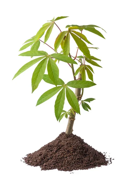 질리언 식물로 도알려져 카사바 식물은 배경에 격리되어 — 스톡 사진