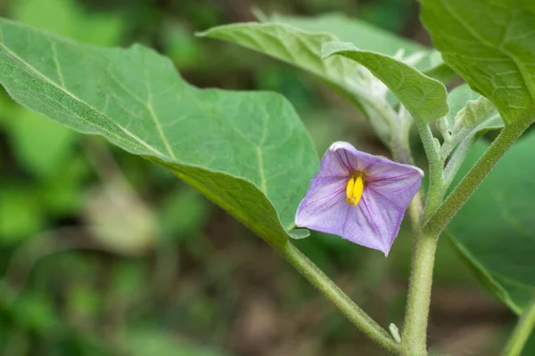 Vinete Sau Flori Brinjale Plante Perene Tropicale Flori Culoare Violet — Fotografie, imagine de stoc