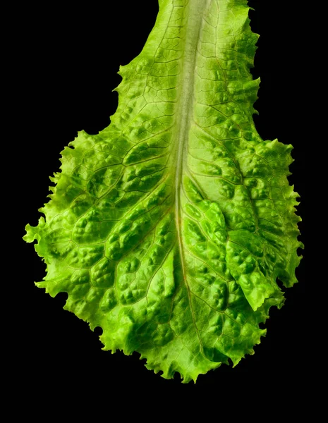 新鲜生菜叶 绿叶蔬菜 在黑色背景上分离 特写大叶 — 图库照片