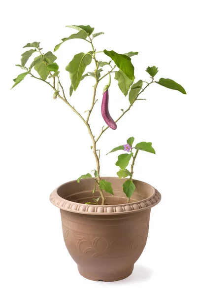 Eggplant Brinjal Plant Flower Tropical Vegetable Plant Growing Pot Isolated — Stock Photo, Image
