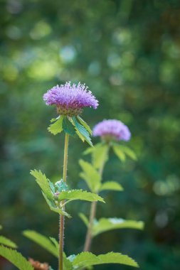 Bahçedeki ortak knapweed, centaurea nigra, seçici odak noktasında bulanık doğal arka planı olan mor çekici çiçekler.