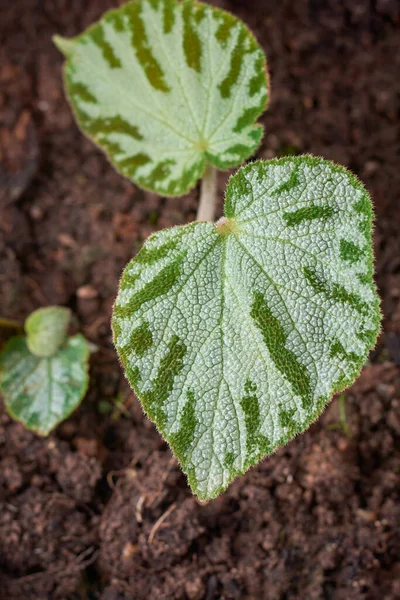 Nahaufnahme Der Begonien Pflanze Garten Begonia Imperialis Zierpflanze Mit Silbergrün — Stockfoto