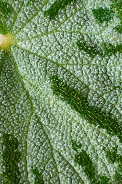 Close Macro Vista Begonia Planta Folha Superfície Prateado Verde Peludo — Fotografia de Stock