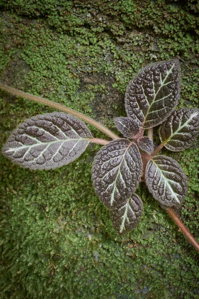 Nahaufnahme Von Flammenviolettem Pflanzenblatt Auf Einer Moosbedeckten Wandoberfläche Glänzenden Herzförmigen — Stockfoto