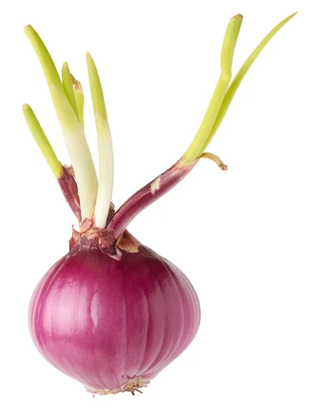 Onion Bulb Growing Fresh Young Shoots Sprout Growing Organic Vegetables — Stock Photo, Image