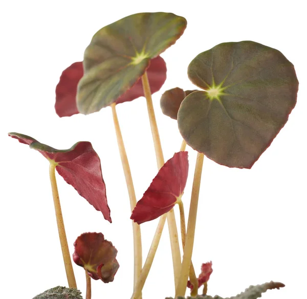 Biefstuk Begonia Plant Begonia Erytrophylla Sierplant Met Aantrekkelijk Gebladerte Zeldzame — Stockfoto