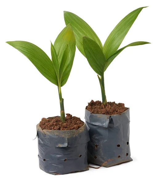 Young Areca Nut Plants Aka Areca Palm Isolated White Background — Stock Photo, Image