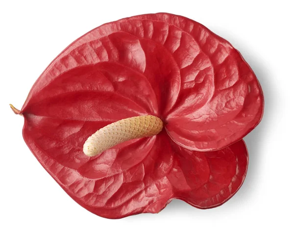 Tête Fleur Rouge Vif Anthurium Alias Tailflower Fleur Feuille Flamant — Photo