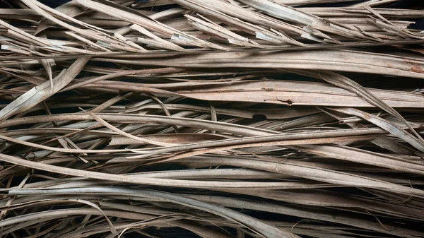Nahaufnahme Von Getrockneten Tropischen Palmblättern Abstraktion Von Trockenen Abgestorbenen Blättern — Stockfoto