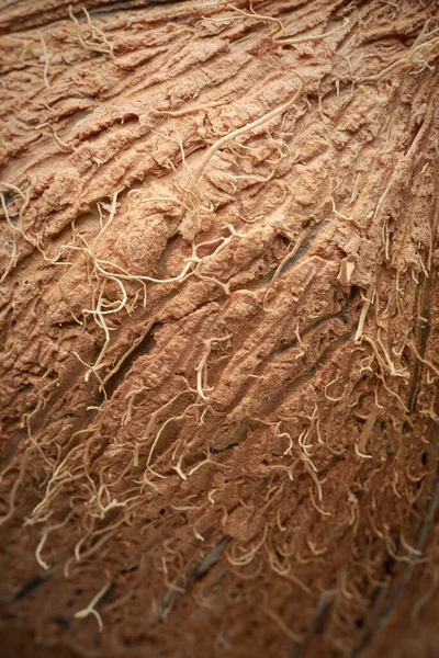 Nahaufnahme Der Oberfläche Der Kokosnussfrucht Schale Kommerziell Wichtiges Starkes Und — Stockfoto