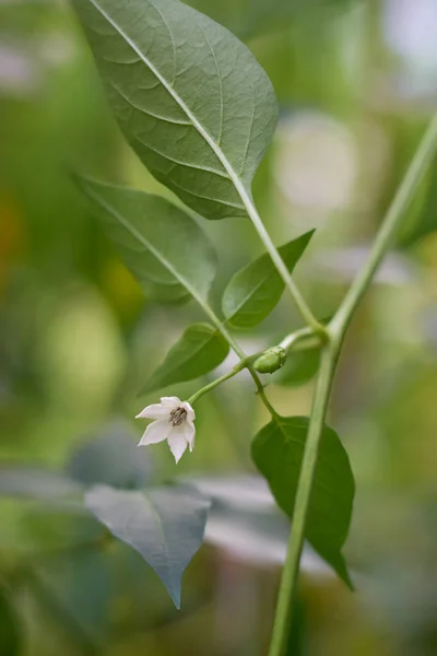 Nahaufnahme Der Chilipflanze Blume Isoliert Natürlichen Sommer Grünen Garten Hintergrund — Stockfoto