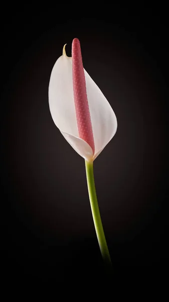 Levande Vit Anthurium Blomma Aka Svans Blomma Flamingo Laceleaf Blomma — Stockfoto