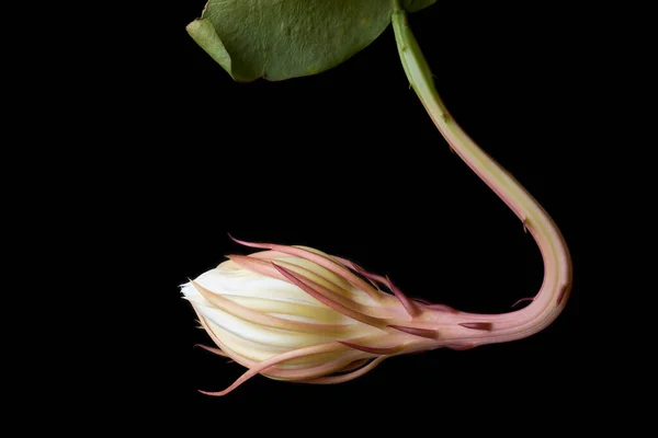 Éjszakai Virágzó Gabona Virág Bimbó Hamarosan Virágzik Elszigetelt Fekete Háttér — Stock Fotó