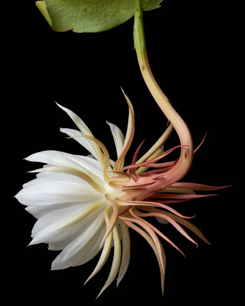 Rear View Night Blooming Cereus Flower Bud Bloom Isolated Black — Stock Photo, Image