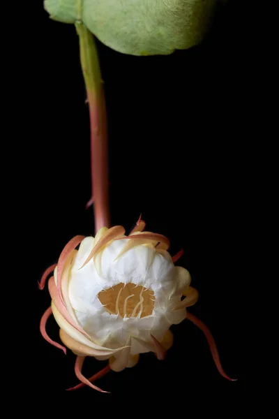 Elöl Kilátás Éjszakai Virágzó Gabona Virág Bimbó Hamarosan Virágzik Elszigetelt — Stock Fotó