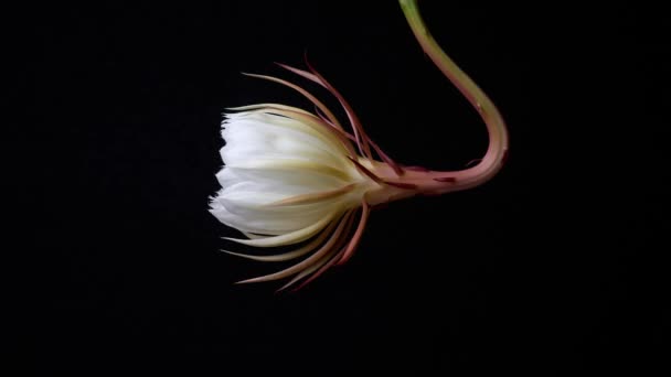 Ouverture Des Fleurs Floraison Cereus Floraison Nocturne Isolé Sur Fond — Video