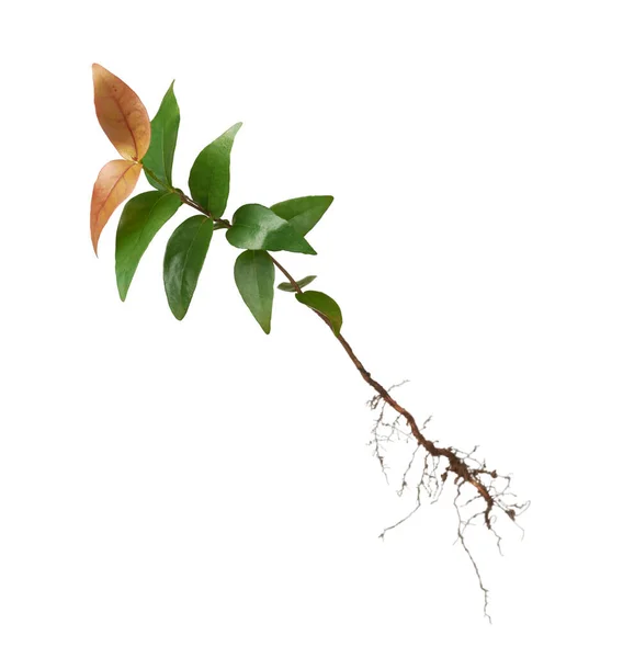 피앙가 초본은 질리안 플로리 크기의 상록수 나무의 제니아 식물로 — 스톡 사진