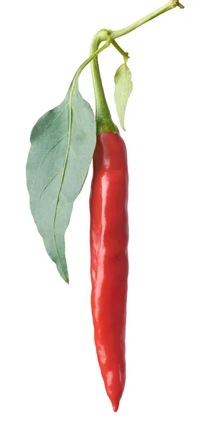 Close Red Chili Aka Chili Pepper Hot Pepper Plant Leaves — Stock Photo, Image