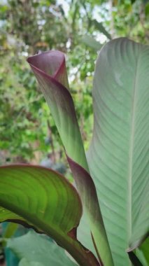 konserve yapraklarının yakın çekimi, canna edulis, güzel tropikal yeşil bitki yetiştirme ve yaz bahçesi arka planında büyük yapraklı süs bitkisi, dikey oryantasyon