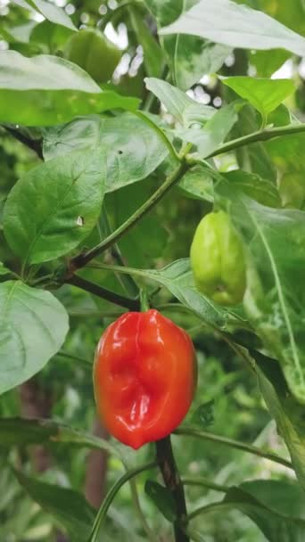 Zblízka Rostoucí Chilli Papričky Zahradě Běžná Zelenina Používaná Pro Kořeněné — Stock video