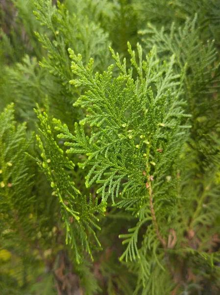 정원에서 Cypress 가지의 클로즈업 프레임 방향으로 벽지와 선택적인 초점에서 — 스톡 사진