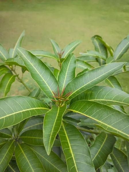 close-up of young mango plant with new leaf growth, taken in the garden background with selective focus and copy space