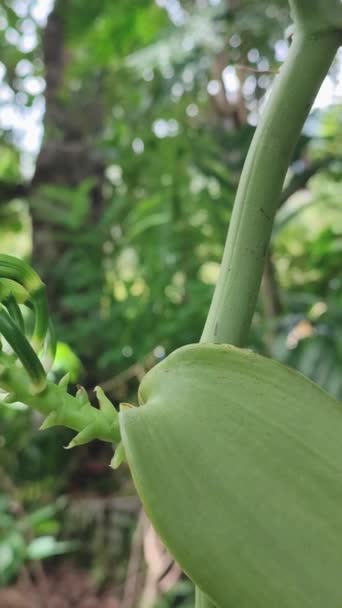 园中的香草兰花花蕾 又名扁叶香草 可获得或产生香草豆香料的植物 垂直方向的近视 — 图库视频影像
