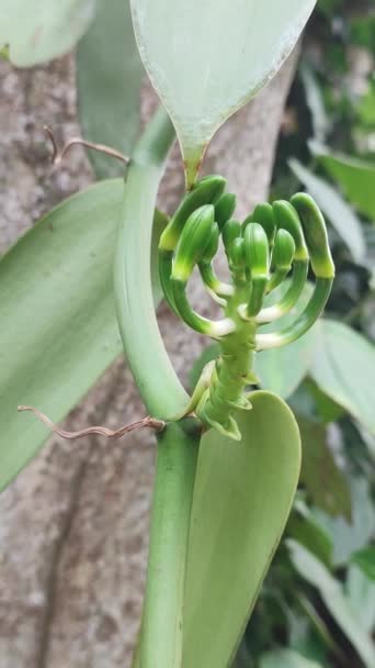 Vanilyalı Orkide Tomurcukları Bahçede Diğer Bir Deyişle Vanilyalı Vanilyalı Bitki — Stok video