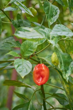 Bahçede yetişen kırmızı biberlerin yakın çekimi, baharatlı meyve tatmak için kullanılan yaygın sebze bitkisi, fotokopi alanı ile seçici bir odak noktası, yaz bahçesi arka planında doğal ışıklandırma.