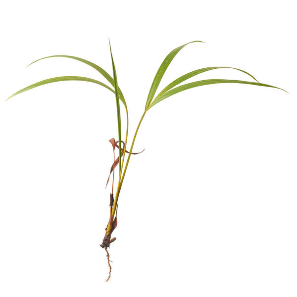 close-up of young palm tree plant with roots, tropical and subtropical plants often used in landscaping and gardens isolated on white background